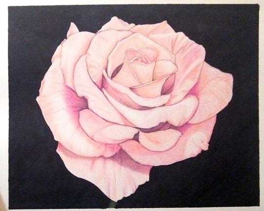Pink Rose