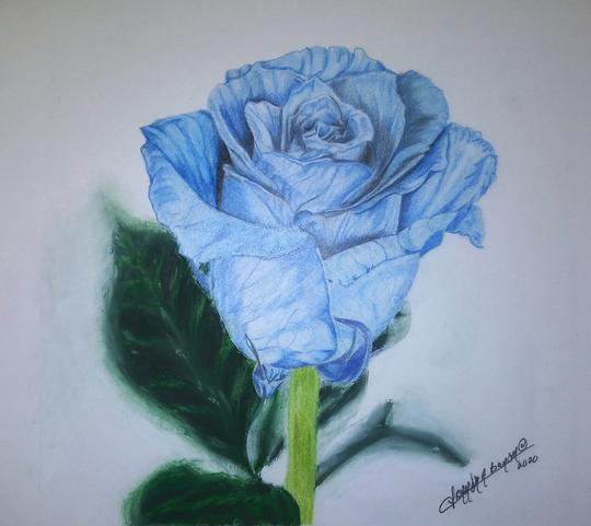 Blue Rose